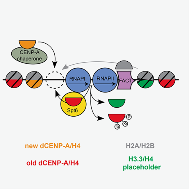 Image from Heun paer Nature Communications 2020