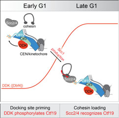 Image from Marston paper, Cell 2017