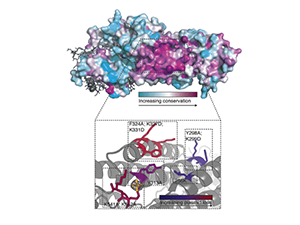 Image from Marston paper elife 2015 