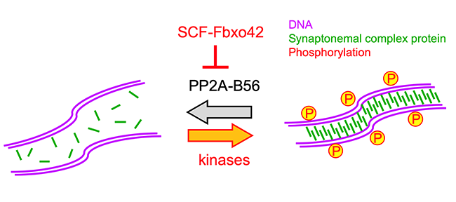 Image from Ohkura paper, Journal of Cell Biology 2021