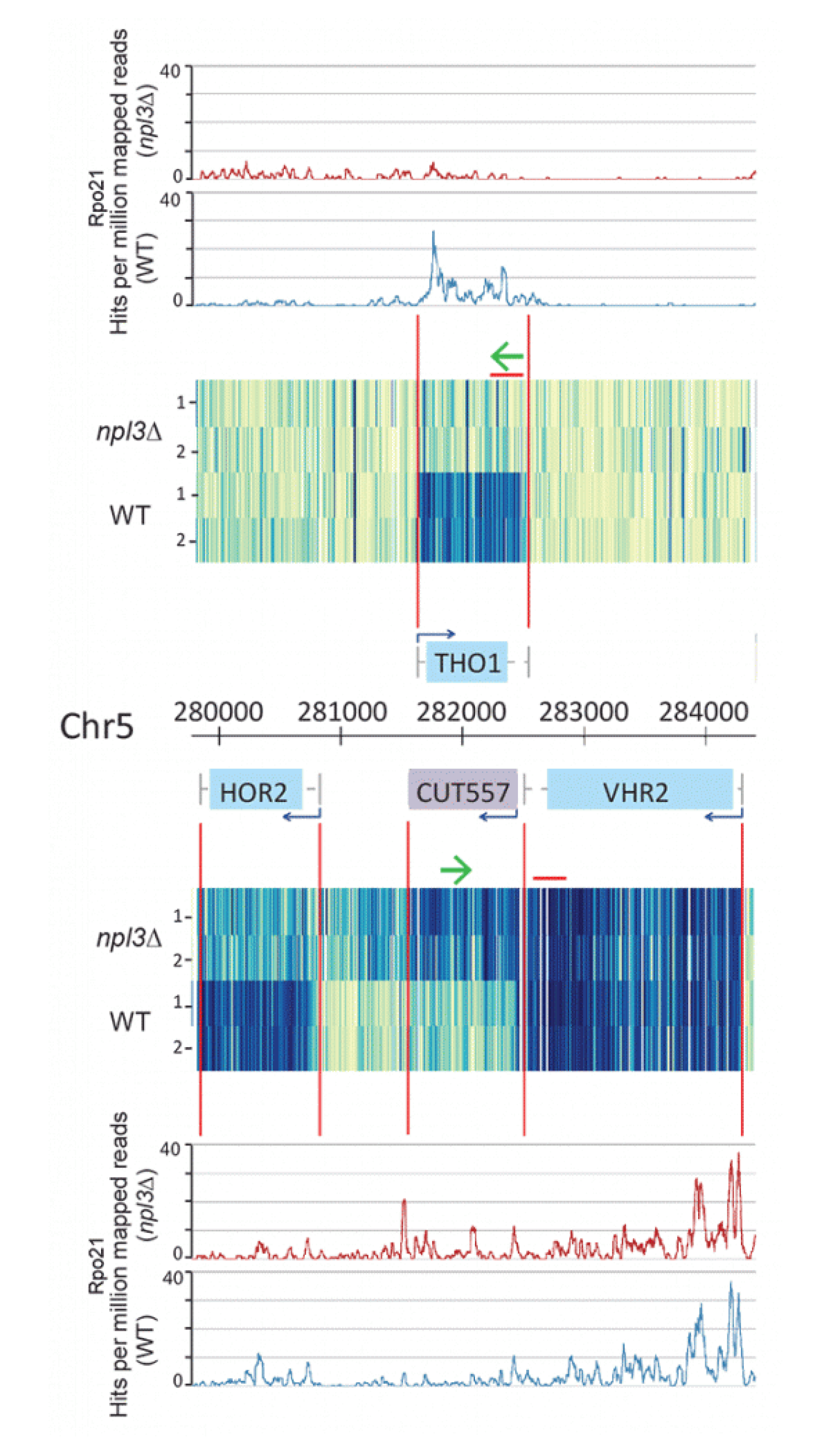 Image from Tollervey paper PLoS Genetics 2015