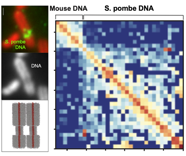 Image from Allshire paper, eLife 2020