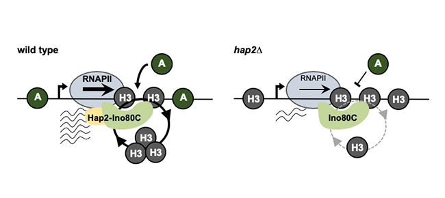 Image from Allshire paper, Genes and Development 2020