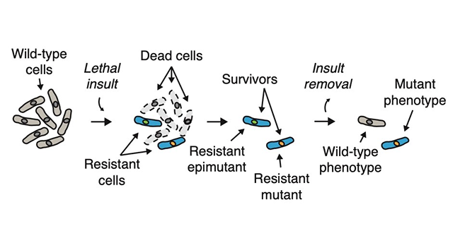 Image from Allshire paper, Nature 2020