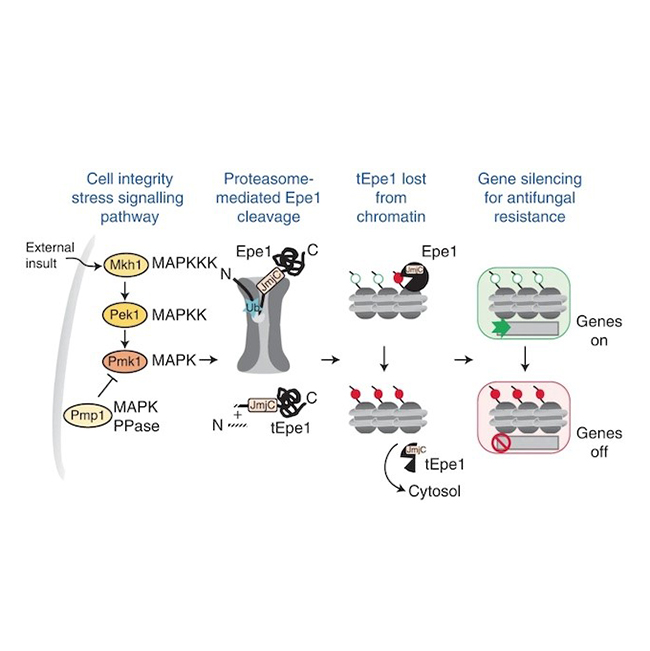 Image from Allshire paper Nature Structural & Molecular Biology 2022