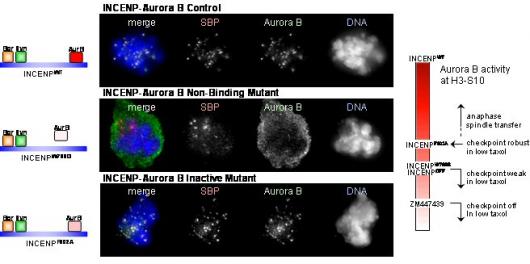 Image from Earnshaw paper, Journal of Cell Biology 2009