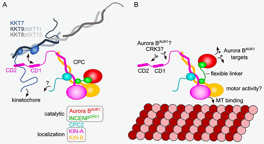 images of cells for Akiyoshi paper April 2024