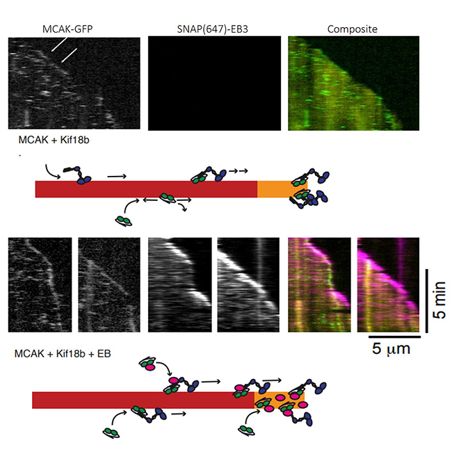 Image from Welburn paper Journal of Cell Science 2022