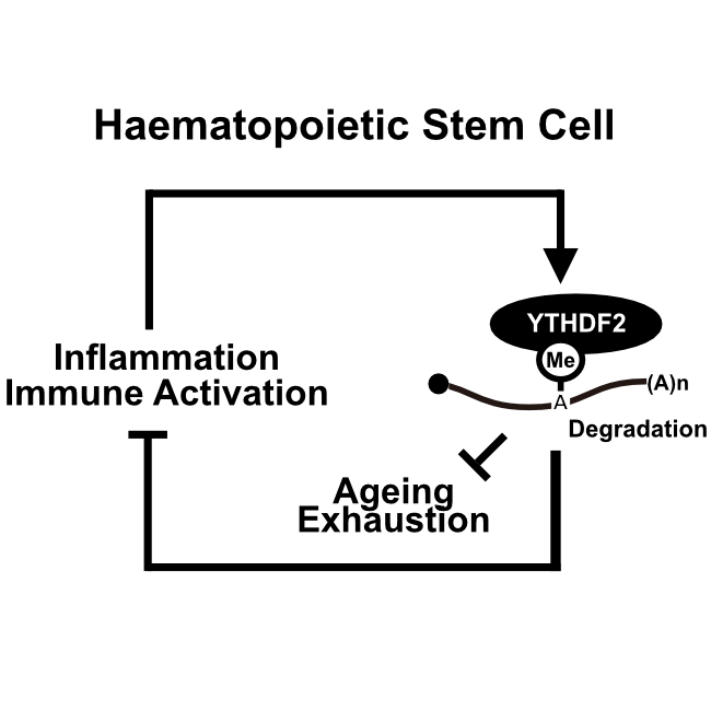 Image from O'Carroll paper, Journal Experimental Medicine 2020