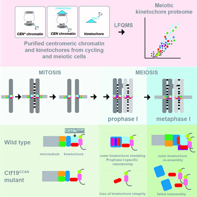 Image from Marston paper, Current Biology 2020