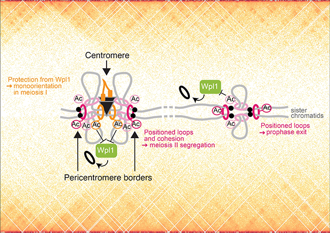 Image from Marston elife paper 2022