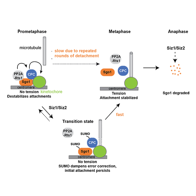 Image from Marston paper, Journal of Cell Biology 2021