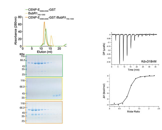 Image from Welburn Journal of Cell Science paper 2020