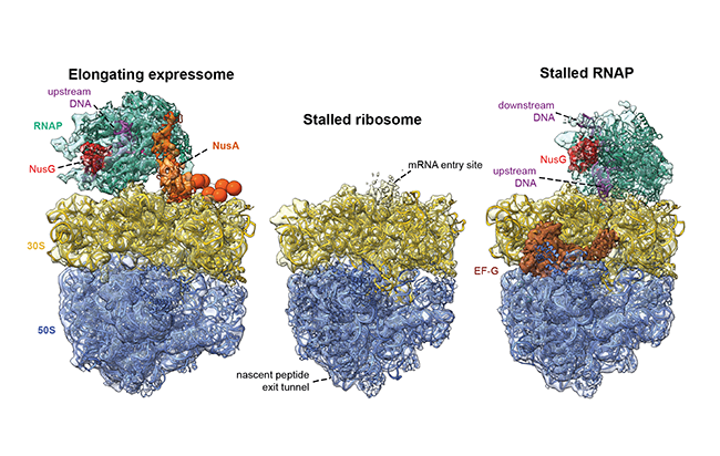 Image from Rappsilber paper, Science 2020