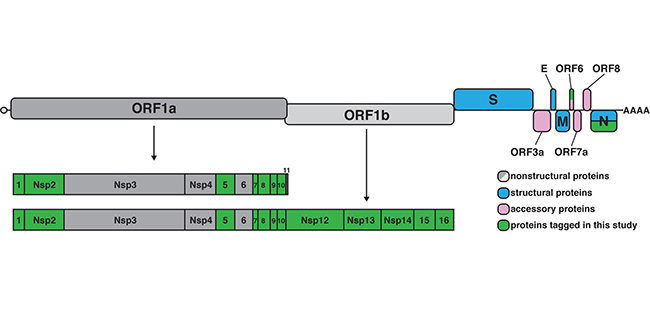 Image from Tollervey lab paper, Wellcome Open Research 2021