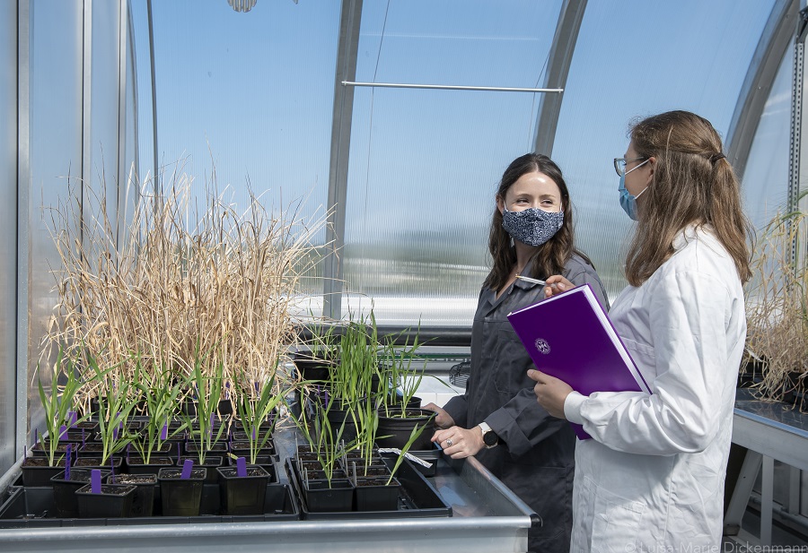 Dr Annis Richardson in the Plant Growth Facility