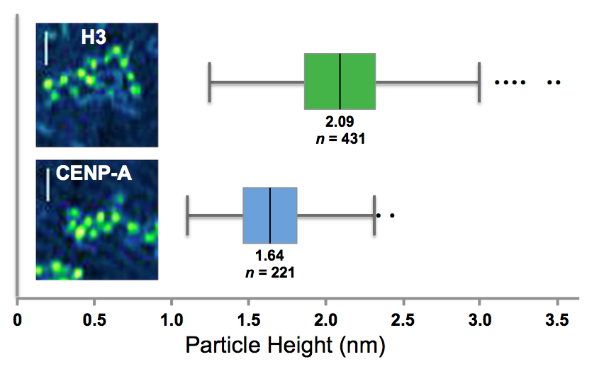 Image from Allshire paper, Nature Structural and Molecular Biology 2013