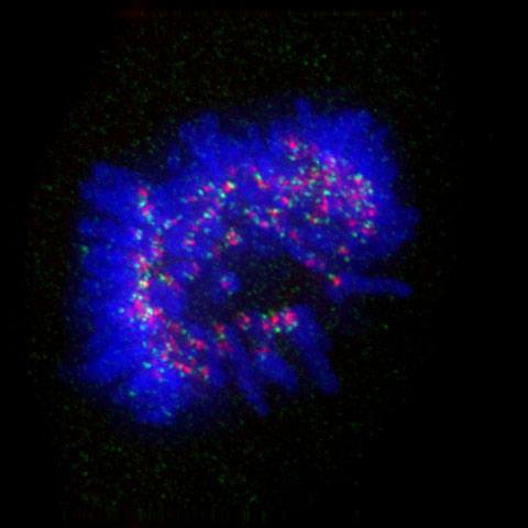 Image from Earnshaw paper, Plos Biology 2012