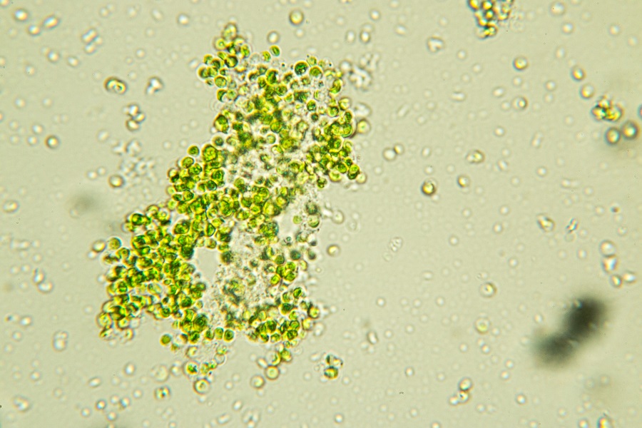 Algae