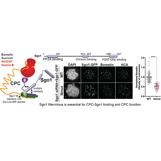 Image from Jeyapraksah paper, Journal of Cell Biology 2022