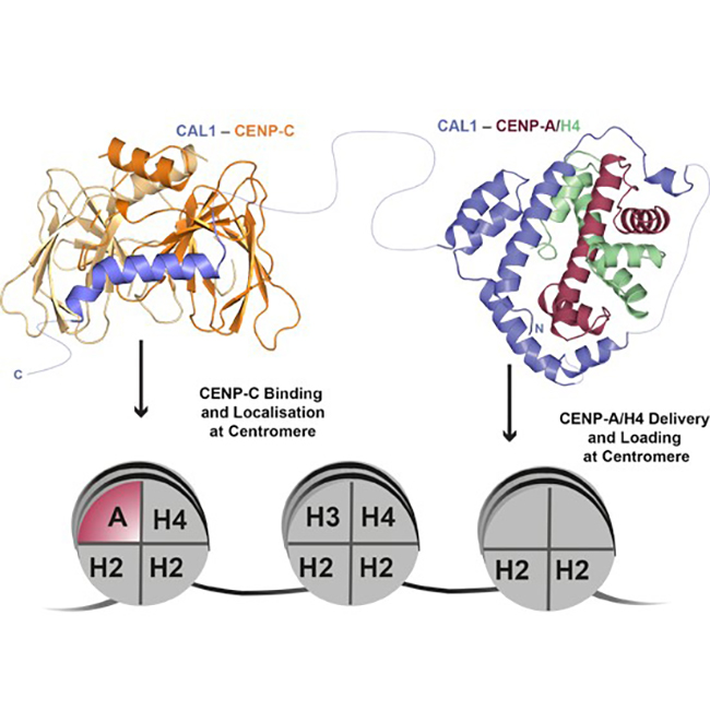 Image from Jeyaprakash paper, EMBO Journal 2020