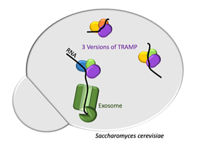 Image from Tollervey Nature Communications paper 2020