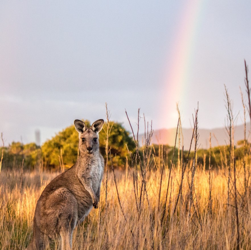 Eastern grey kangaroo