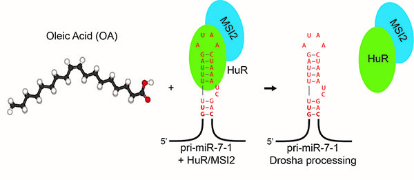 Image from Journal of Molecular Biology paper 2017