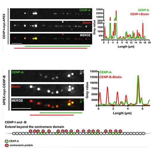 Image from Heun paper, Epigenetics & Chromatin 2018