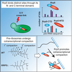 Image from Tollervey Molecular Cell paper 2013