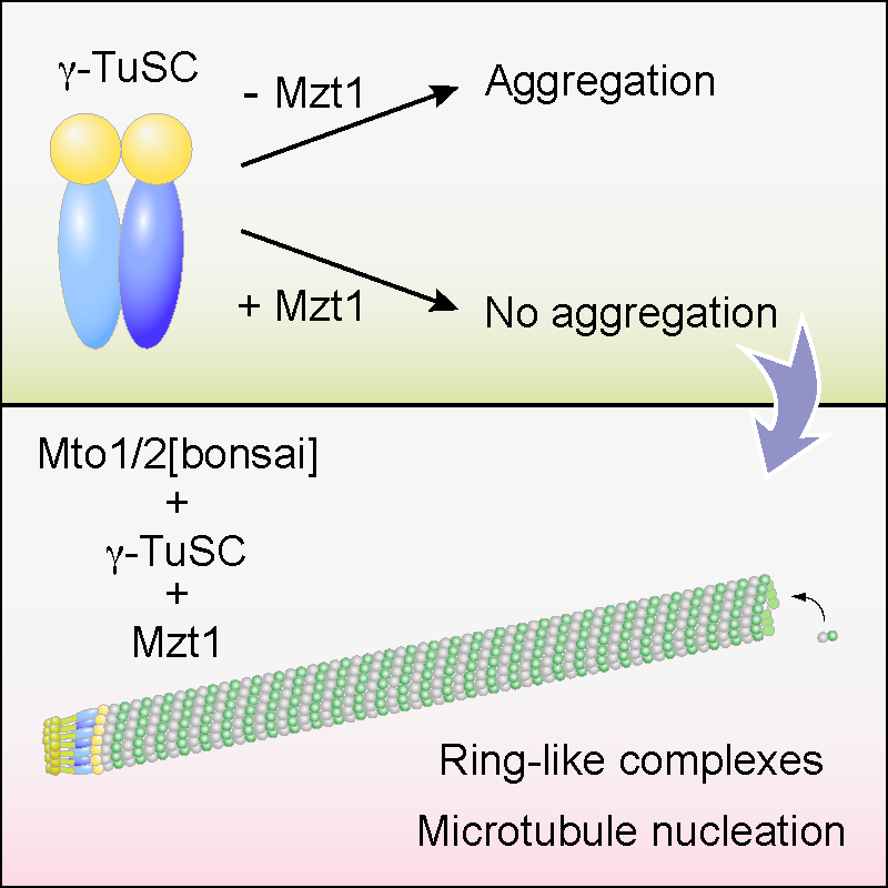 Image from Sawin paper, current Biology 2019