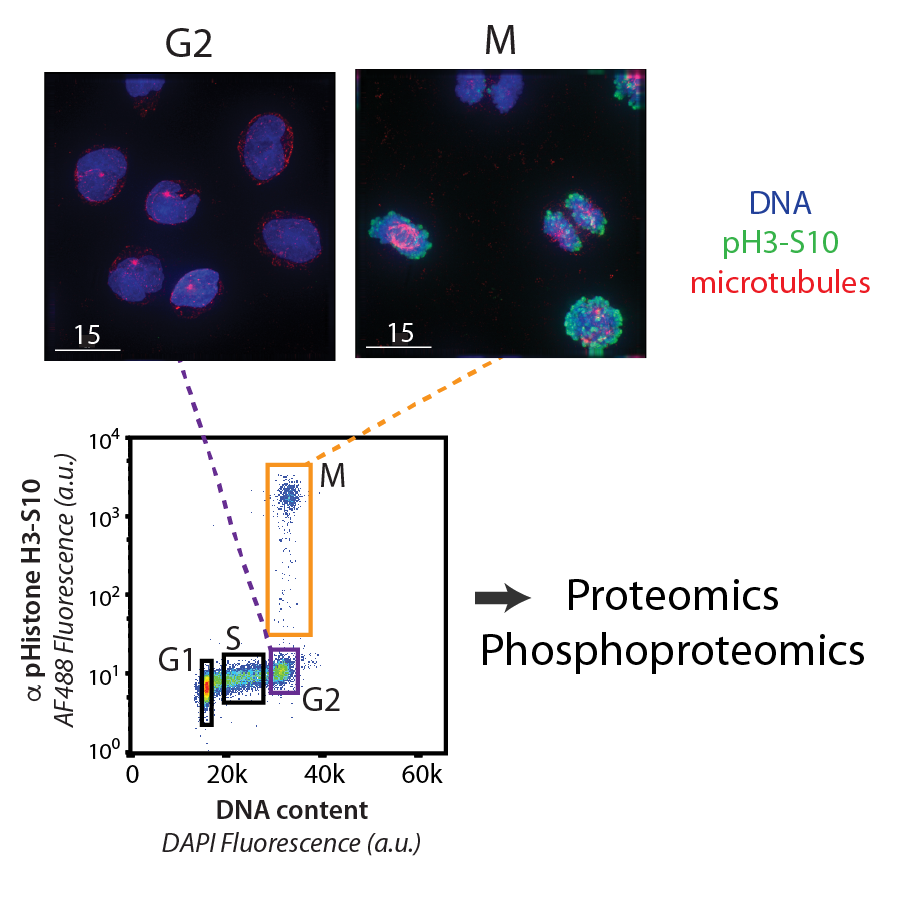 Image from Ly paper, eLife 2017