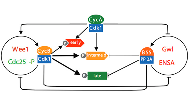 Image from Ly lab EMBO J paper 2020