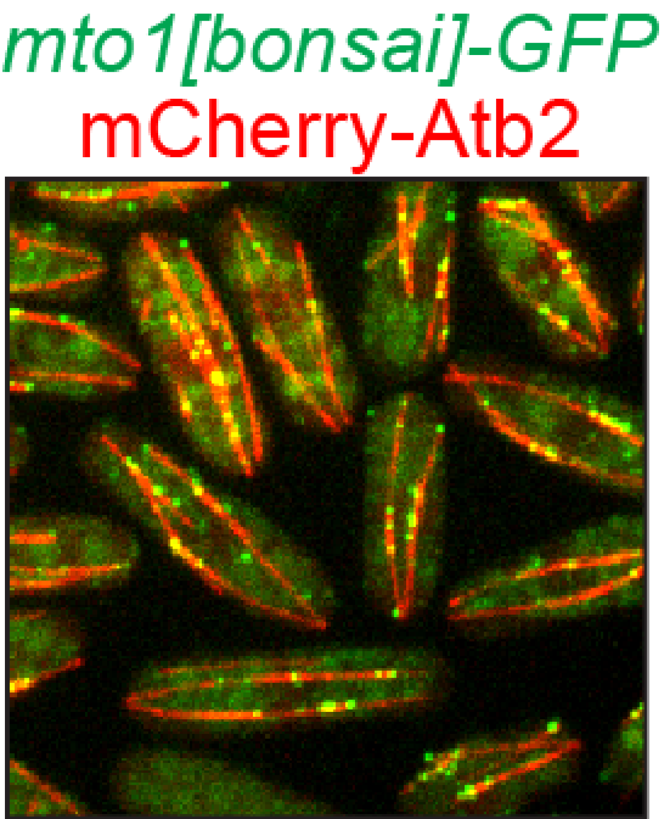 Image from Sawin paper current Biology 2014