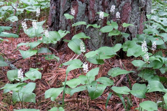 maianthemum