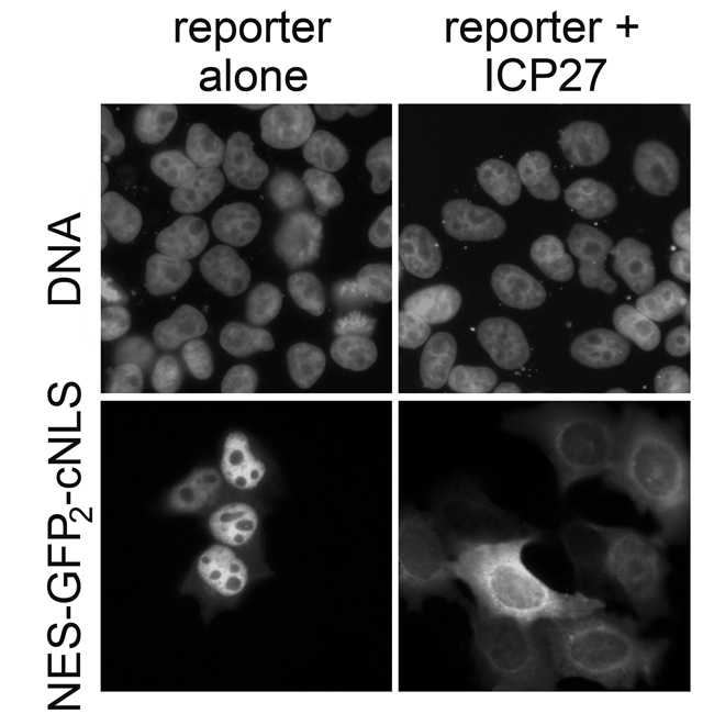 Image from Schirmer paper, Journal of Biological Chemistry 2012