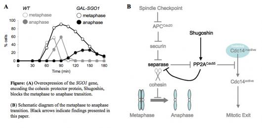 Image from Marston paper, Genes and Development 2009