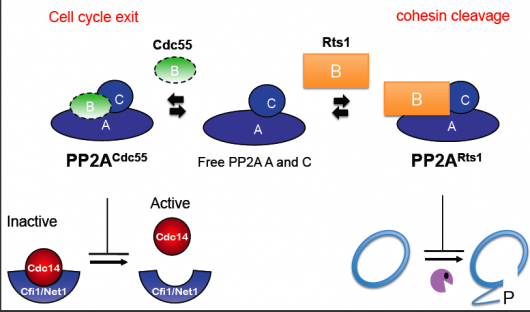 Image from Marston paper, Journal of Cell Biology 2011