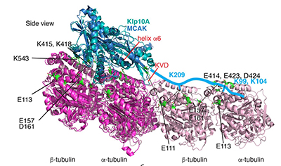 Image from Welburn paper Journal of Cell Science 2019