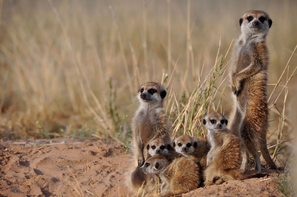 meerkat group