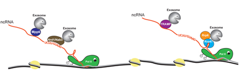 Image from Tollervey paper, Molecular and Cell Biology 2008