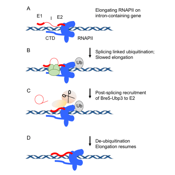 Image from Tollervey paper, eLife 2017