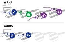 Image from Tollervey paper, Molecular Systems Biology 2016