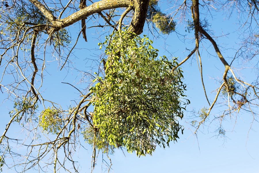 Mistletoe