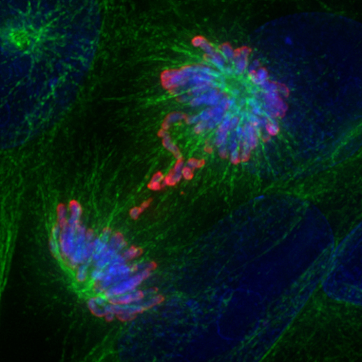 Cell division