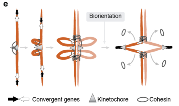 Image model from Marston lab Nature paper 2020