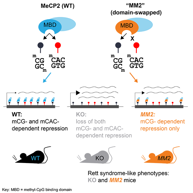 Image from Bird paper, Molecular Cell 2021