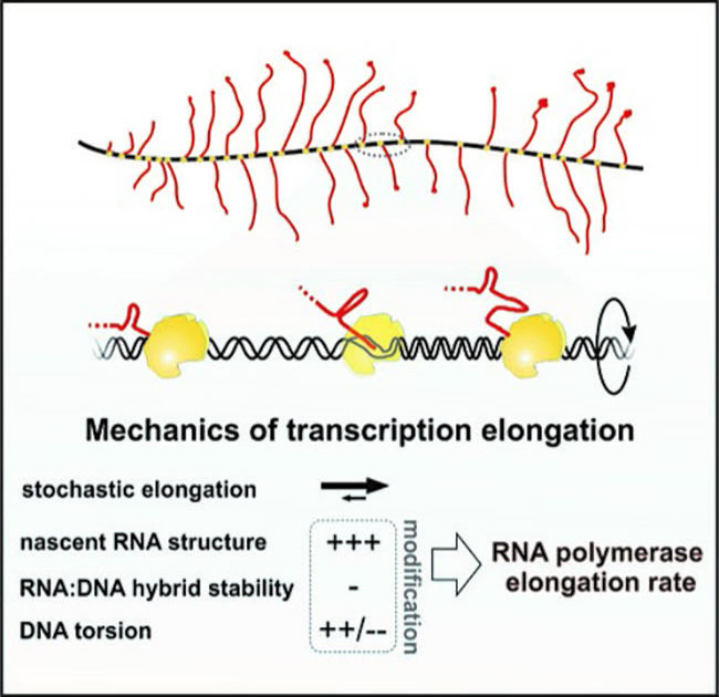 Image from Tollervey Molecular Cell paper 2020