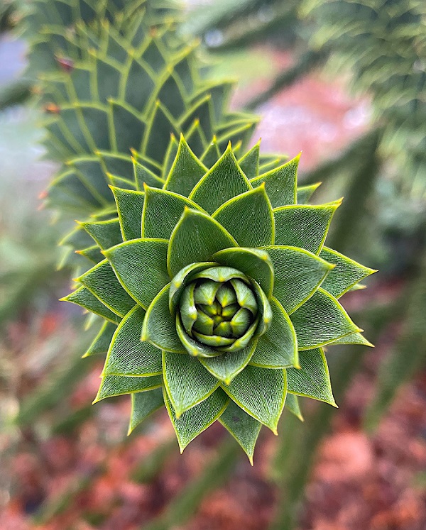 Fibonacci spirals in the leaves of a monkey puzzle tree