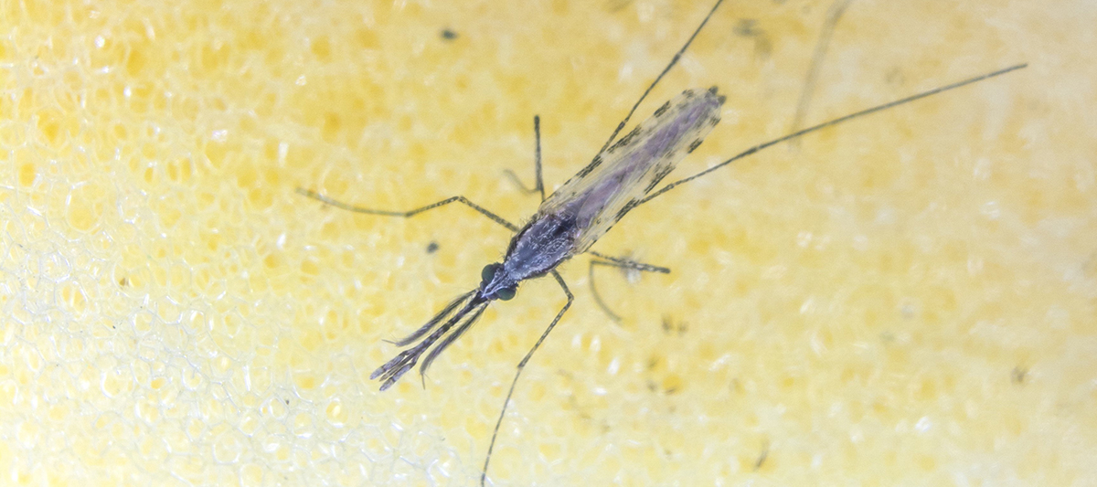 Close up of female mosquito (Photo from the Reece lab)